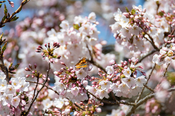 A picture of a California Tortoiseshell drinking nectar from some cherry blossoms.   Vancouver BC Canada
