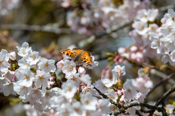 A picture of a California Tortoiseshell drinking nectar from some cherry blossoms.   Vancouver BC Canada
