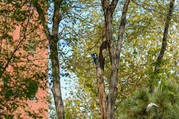 Magpie landing on a tree