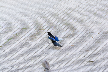 Magpie landing with all its flow next to a dirty pigeon
