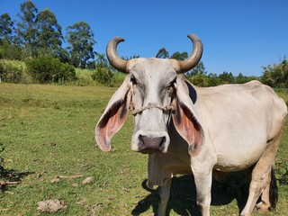 boi zebu com chifres e orelhas grandes