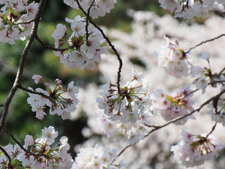桜