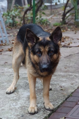 Naklejka na ściany i meble dog, German shepherd standing on a courtyard