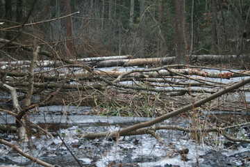 Eurasian beaver (Castor fiber) in natural habitat of wetland