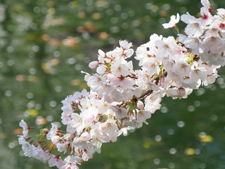 桜