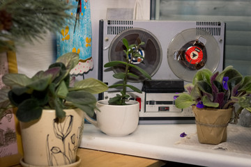 old tape recorder on the windowsill among indoor plants
