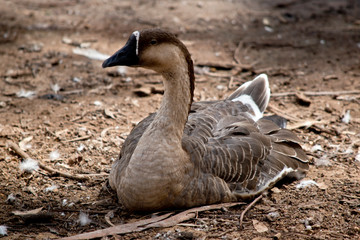 the Canadian goose is resting