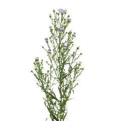 Stem of aster isolated