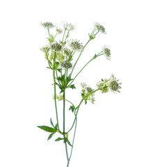 Beautiful branches of Astrantia isolated