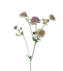 Beautiful branches of Astrantia isolated