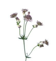 Naklejka premium Beautiful branches of Astrantia isolated