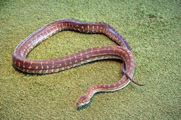 the children's python is a brown snake