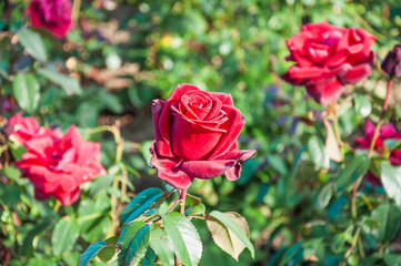 Beautiful red roses in a flower bed in the garden