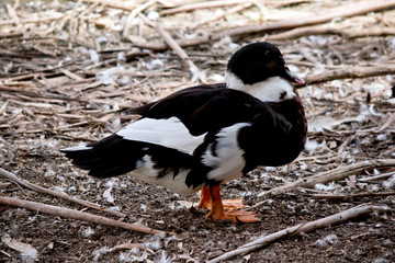 this is a side view of a duck