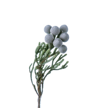 Branch of Brunia isolated on the white