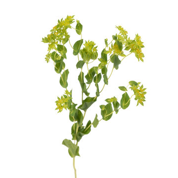Bright gren branch of Bupleurum isolated