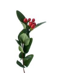 Branch of Hypericum plant isolated