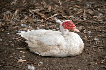 this is a side view of a muscovy duck