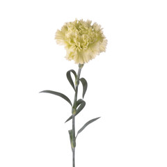 beautiful sensitive flower Dianthus isolated