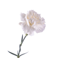 beautiful sensitive flower Dianthus isolated