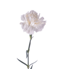 beautiful sensitive flower Dianthus isolated