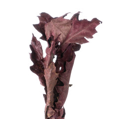 Naklejka premium Dried branches of Quercus Oak isolated