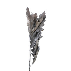 Dried branches of Quercus Oak isolated