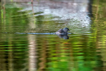  Least Grebe photographed in Burarama, a district of the Cachoeiro de Itapemirim County, in Espirito Santo. Atlantic Forest Biome. Picture made in 2018.
