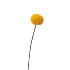 Yellow ball of Craspedia isolated