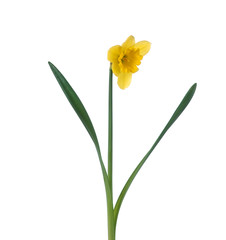 Fresh Yellow Narcissus flower isolated