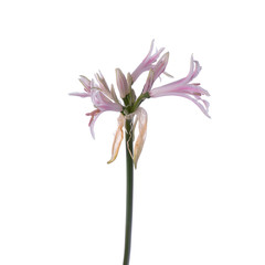 Beautiful Branch of Nerine isolated
