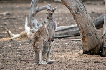 this is a western grey kangaroo joey