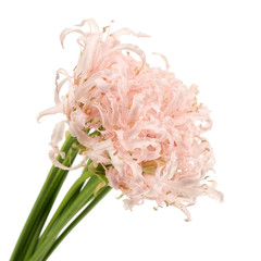 Beautiful Branches of Nerine isolated