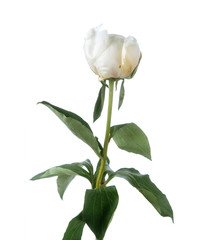 Beautiful fresh pion isolated