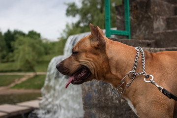 portrait of a beautiful male purebred American Staffordshire Terrier