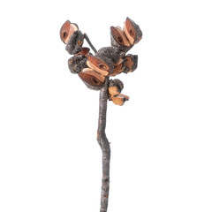 the fruit of the beech on the branch