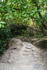 Stone walkway in green summer jungle on a sunny day