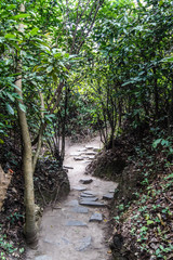 Walkway in green summer jungle on a sunny day
