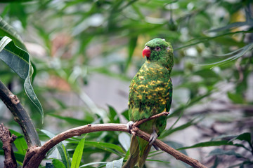 the scaly breasted lorikeet is green and yellow