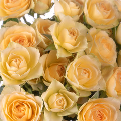 yellow roses background