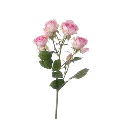 Rose bush Dinara isolated
