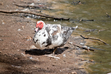 this is a side view of a muscovy duck
