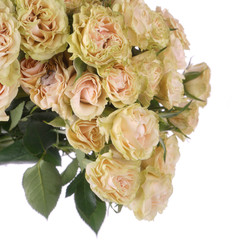 Rose Bush Elena isolated