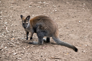 the red necked wallaby is searching for food