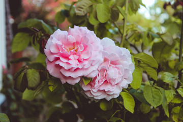 Pink Rose Bush