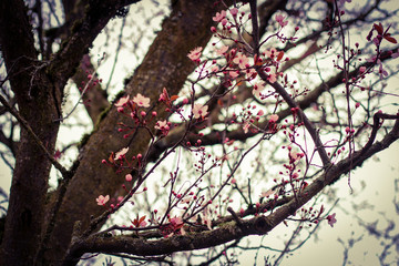 Autumn Cherry Blossoms