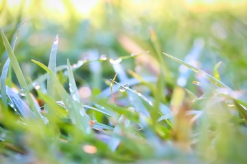 A close up shot of some tiny dew drops on fresh green grass in a early morning.