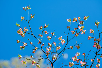 Blossoming pink dogwood tree against flawless blue sky.