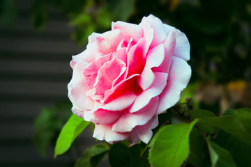 Pink Garden Rose