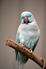 this is a close up of a ring necked parrot
